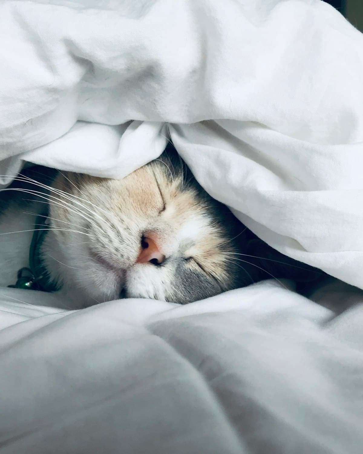 Meuble litière chat
